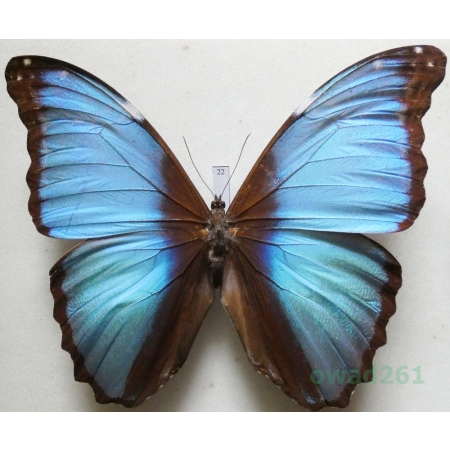Morpho briseis Felder, 1867 Peru 128mm22